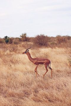 Een Giraf Gazelle loopt over de savanne van Cinthia Mulders