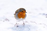 Roodborst in de sneeuw