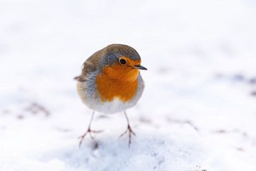 Roodborst in de sneeuw van Brigitte Mulders