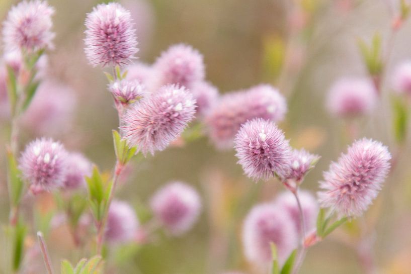 Hare's-foot clover in the dunes of Terschelling by Marianne Twijnstra