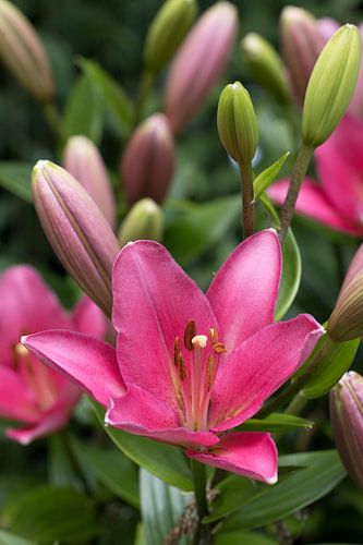 closeup van een lilium lelie
