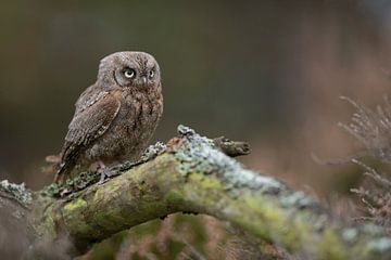 Eurasian Scops Owl ( Otus scops ), on a fallen tree, perfect camouflage, looks angry, funny small bi by wunderbare Erde