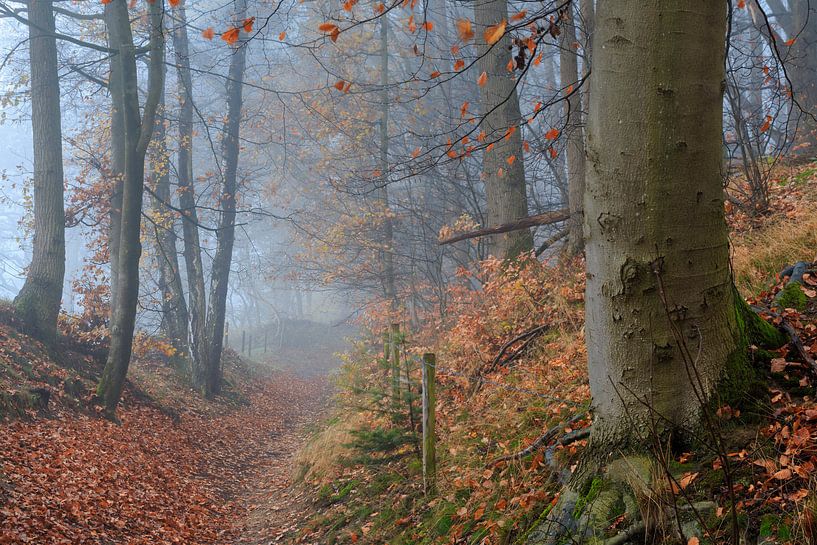 Foggy autumn forest with forest path by Peter Bolman