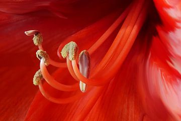 Amaryllis 06 by Hans Heemsbergen