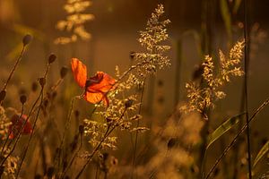 golden hour