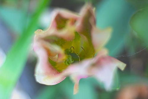 Jardin (III)