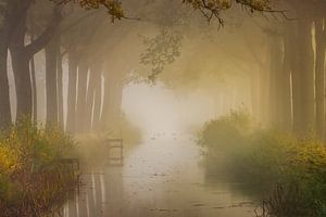 märchenhaftes Wasser im Nebel mit Bäumen am Ufer