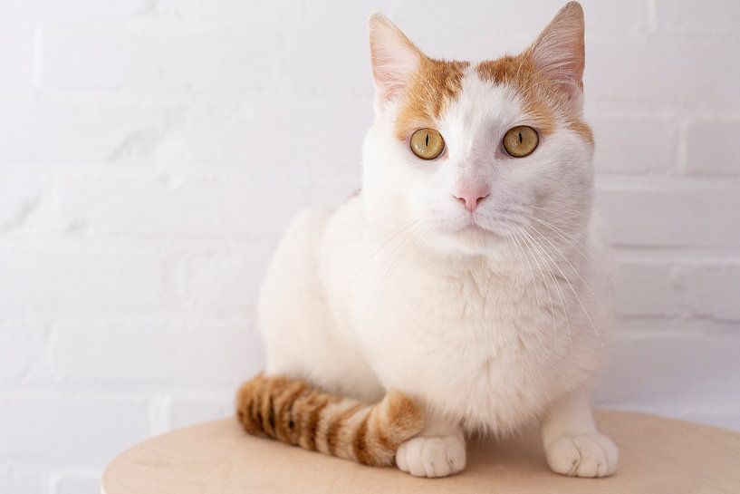 White red cat sitting on a shelf with a white wall by Leoniek van der Vliet