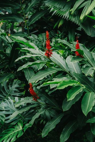 Exotische flora: rode bloemen in een zee van groene bladeren