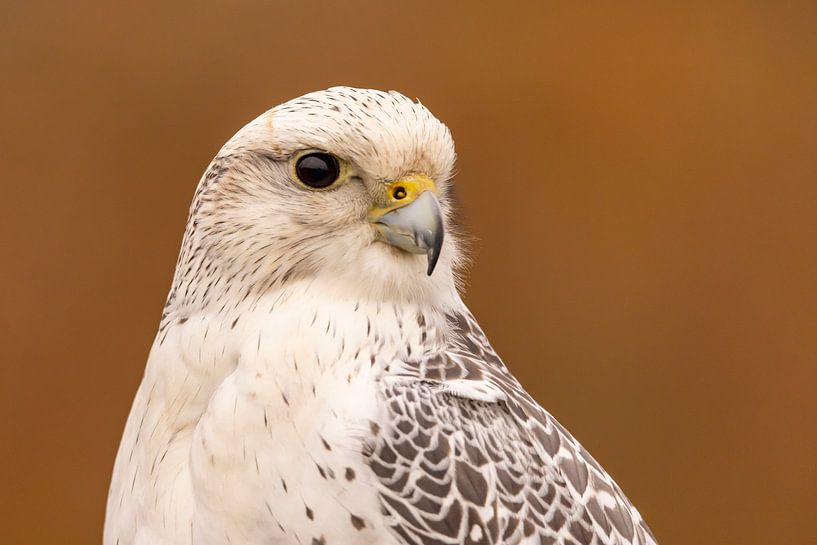 Vulture falcon, Falco rusticolus by Gert Hilbink