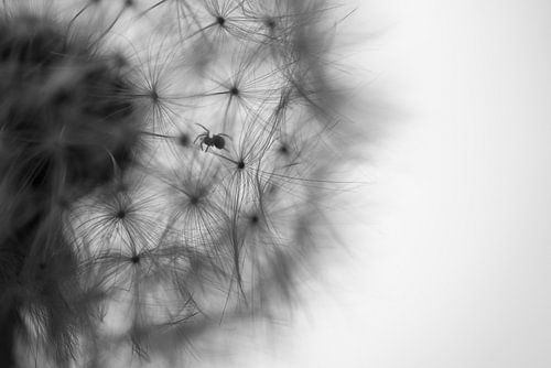 Spin avonturen in Zwart-Wit 