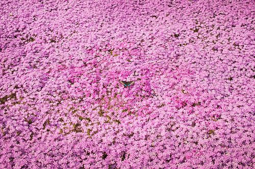 Der rosa Schmetterling auf Shibazakura