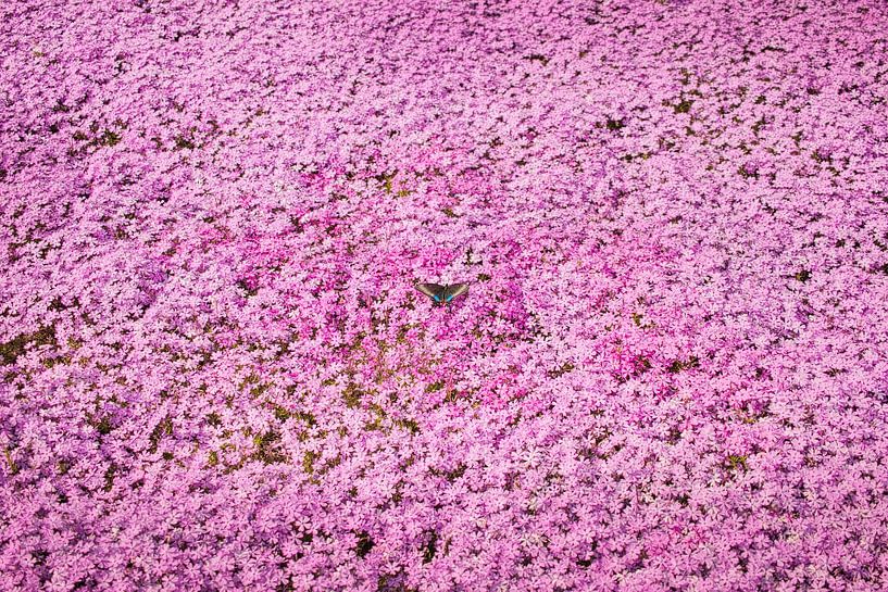 De roze vlinder op Shibazakura van Shottrotter