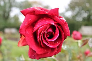Close-up van een rozenbloesem van MPfoto71