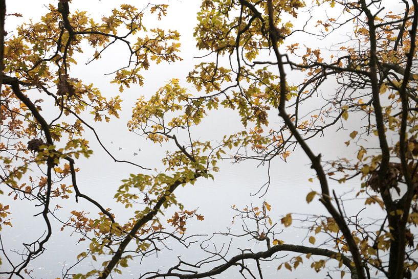 Automne - Zélande par Maurice Weststrate