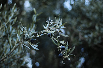 A botanical olive branch in detail