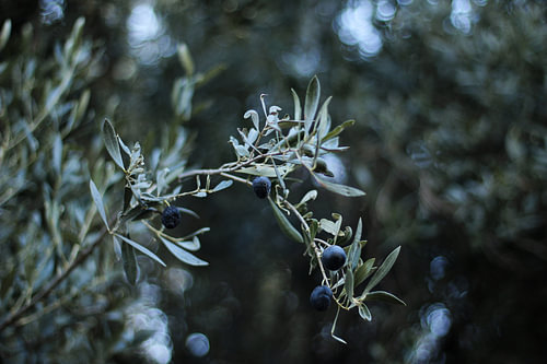 Botanische olijftak in detail