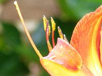 Een van de mooiste bloemen die achterin de tuin aanwezig is bij ons huis