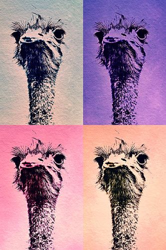 Vogel Strauss in 4 Farben