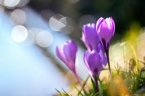 Purple spring crocuses with Bokeh
