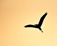 Reiger tegen het licht