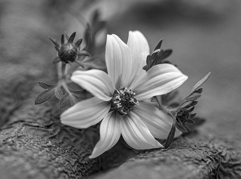 Makro Blume schwarz und weiß von Martine Moens