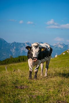 Kuh in den Bergen von Leo Schindzielorz