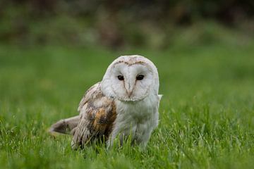 Hibou dans l'herbe sur Marc van Tilborg