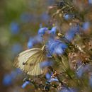 Weißer Schmetterling in blau Lobelia von Birgitte Bergman Miniaturansicht