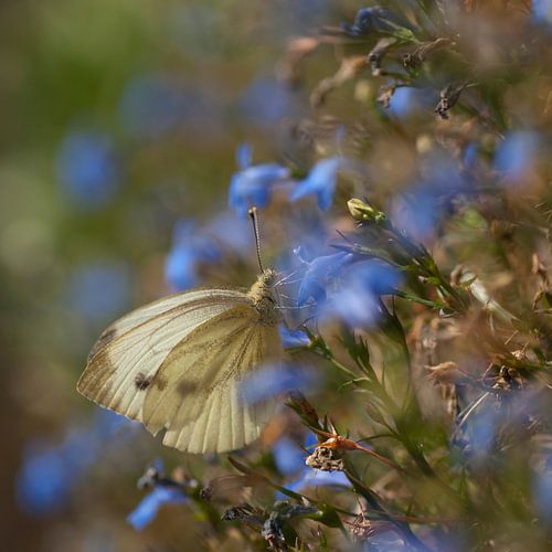 Koolwitje in blauwe Lobelia