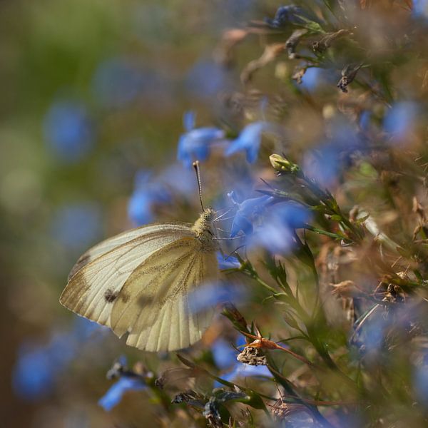 Weißer Schmetterling in blau Lobelia von Birgitte Bergman