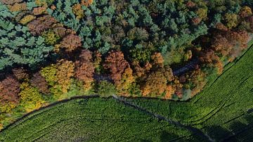 Tilburgs Wald | Herbst