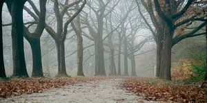 Bomen In De Herfst Langs Pad van Raaf