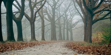 Arbres en automne le long d'un chemin sur Raaf