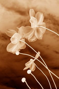 Chinese anemoon, Aardetinten