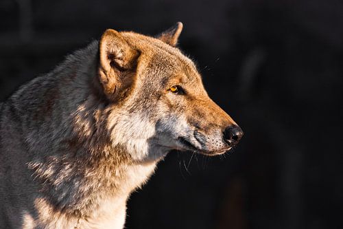 The face of a wolf in profile is beautifully consecrated by the yellow setting sun,