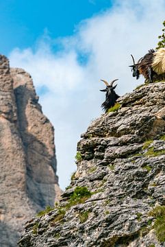 Goats in the Dolomites by Leo Schindzielorz