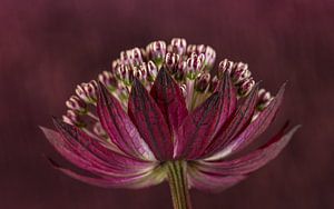 Seeländischer Knopf (Astrantia Major) mit violett-rosa gemischtem Hintergrund