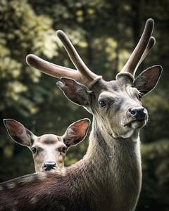 Hirsch