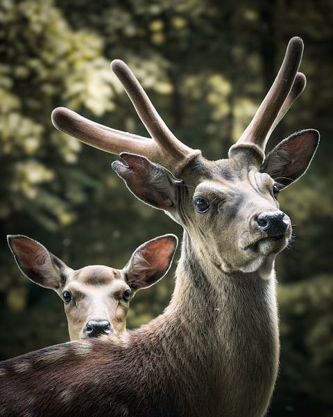 Deer by Andre Michaelis