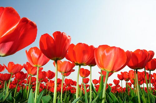 Rode Tulpen Holland