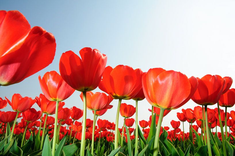 Red tulips Holland par Roelof Foppen