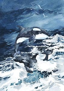 Orcas sur Lucia