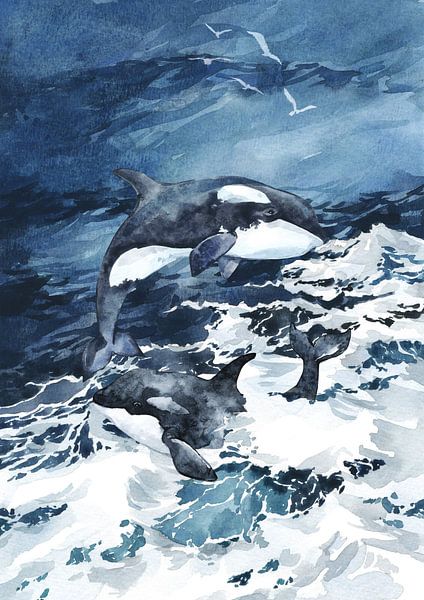 Orcas von Lucia