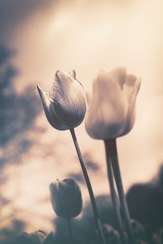 Een vleugje emotie - sfeervolle bloemenzee van tulpen in stille rouw