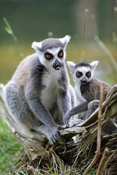 Lemur catta von Edwin Butter