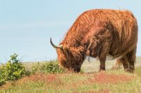 Scottish Highlander