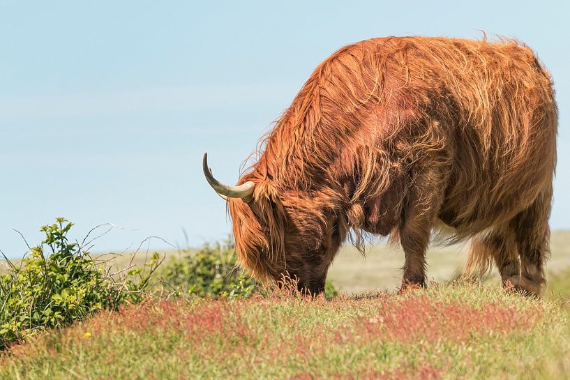 Scottish Highlander by Nicole de Boer