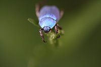 Out of the blue