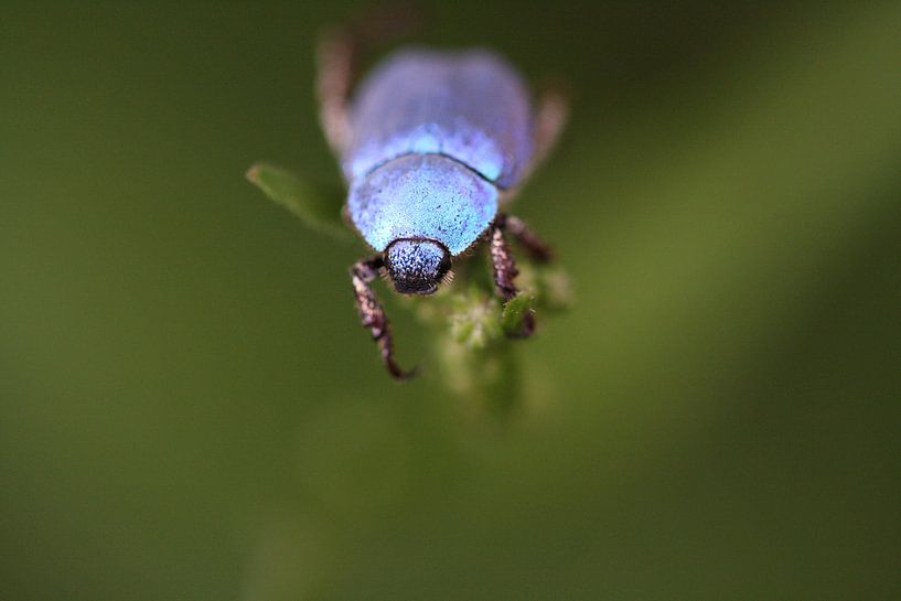 Out of the blue by Lisette Tegelberg - Zegwaard